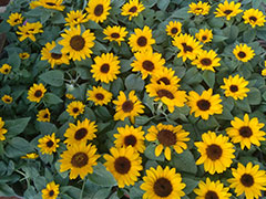 ���ݷɼ���Ӱ��ѵ��/