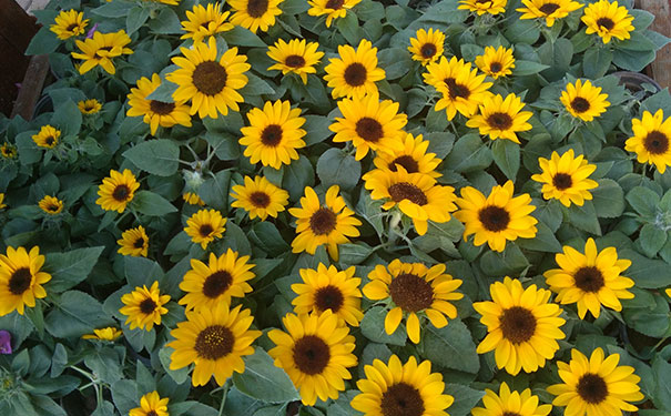 ������ӰѧУ-Ӱ¥�������������