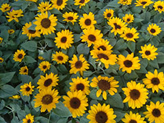 ������ӰѧУ-��Ӱ��ѵ��/