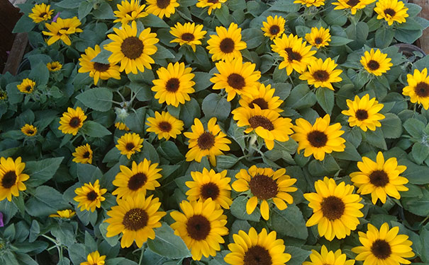 ������ӰѧУ-��Ӱ��ѵ��