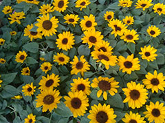 ʯ��ׯ��˼��ѵ_��˼�߶�д������γ�/