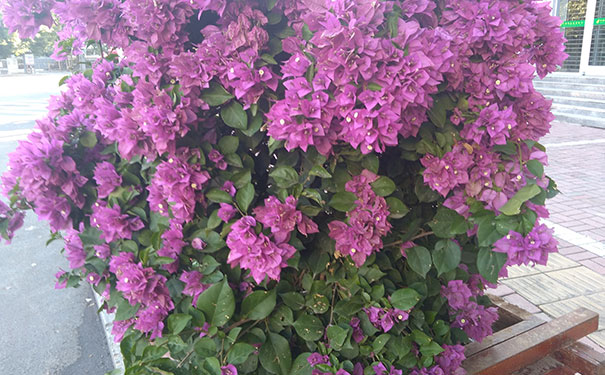 石家庄雅思培训_雅思高端写作单项课程