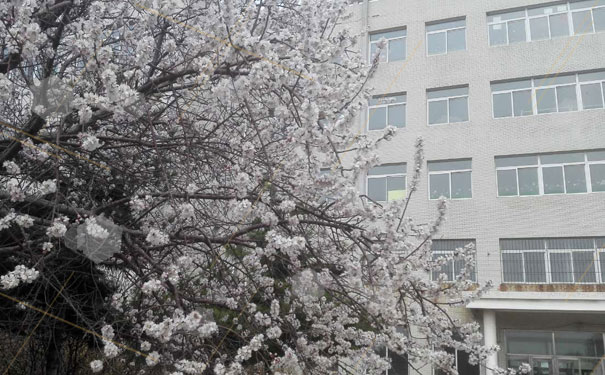 沈阳师联幼师学校