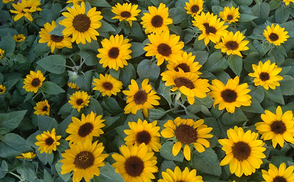 ����ͳ����Ӱ��ѵѧУ