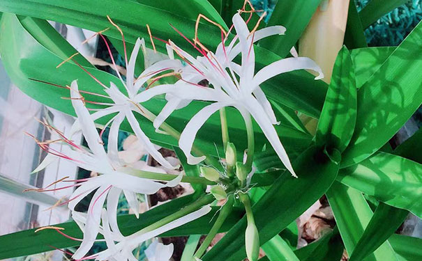 ����������������ѧУ_��Ӱ����������ר�ࣩ