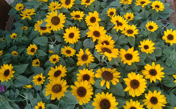 ����������Ӱ��ѵѧУ_������Ӱ�߼���