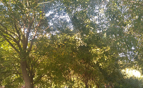 ����������Ӱ��ѵѧУ