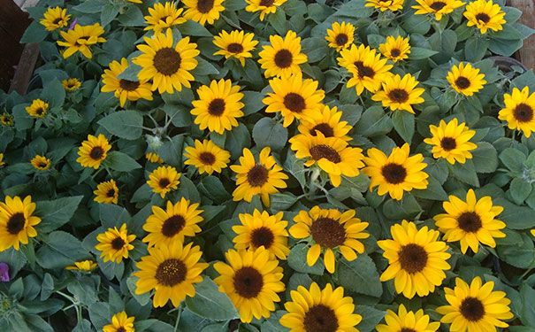 ���ݷɼ���Ӱ��ѵѧУ_������Ӱ��ѵ�� 