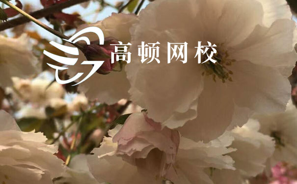 高顿财经cpa网校
