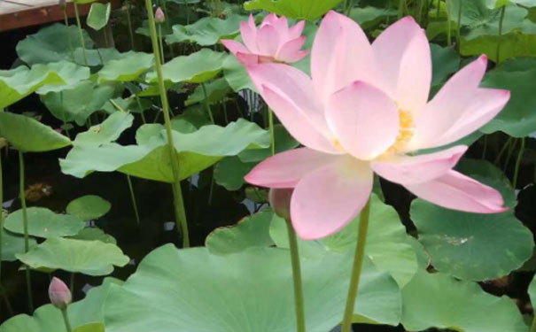 河北人力资源管理师培训哪里好