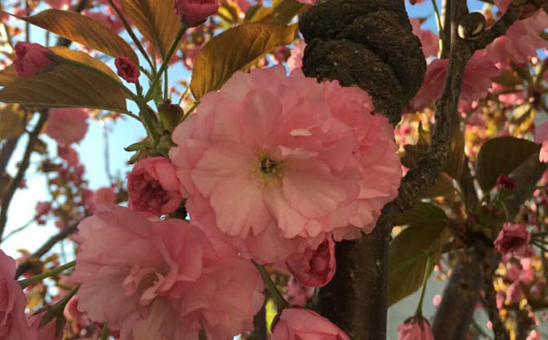 青岛人力资源管理师培训班哪家好
