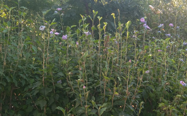 芜湖人力资源管理师培训机构哪家好_费用多少钱