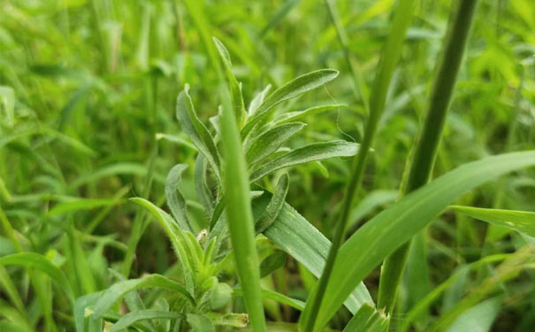 三门峡人力资源管理师培训机构哪家好_费用多少钱