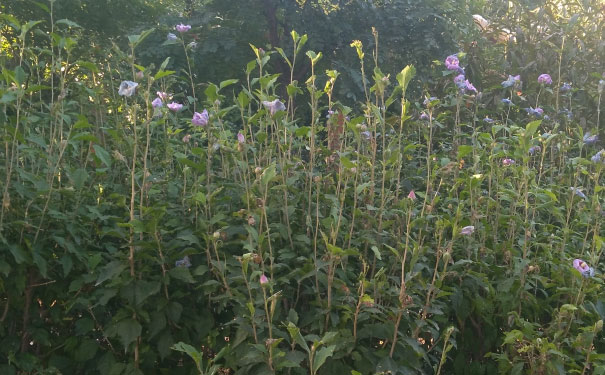 衡阳人力资源管理师培训机构哪家好_费用多少钱