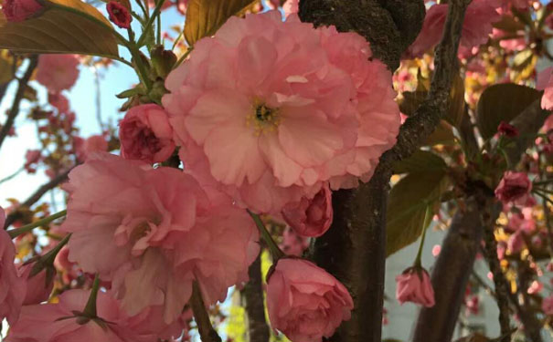 株洲人力资源管理师考试报名条件