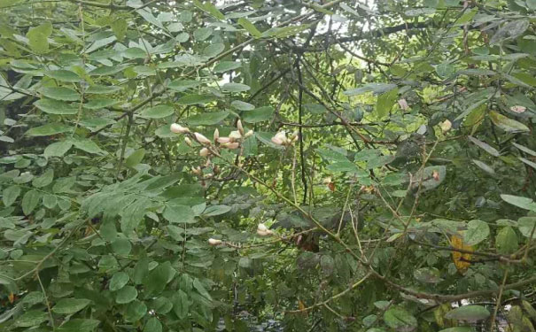 中卫人力资源管理师培训机构哪家好_费用多少钱