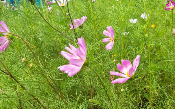 柳州人力资源管理师培训机构哪家好_费用多少钱