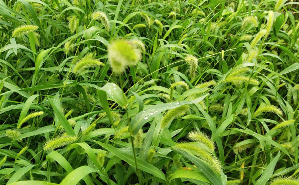 昆明西山区英语口语培训哪家好_收费价格
