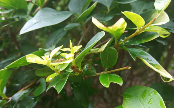 长沙岳麓区英语口语培训哪家好_收费价格