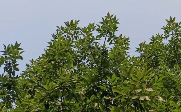 惠州惠城区英语口语培训哪家好_收费价格