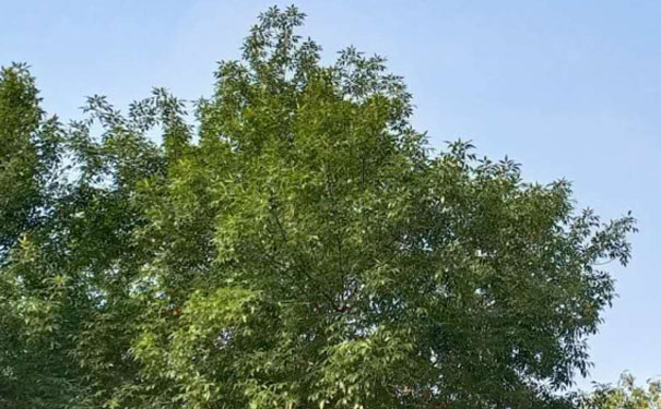 绵阳涪城区英语口语培训哪家好_收费价格