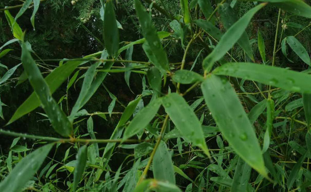 大连沙河口区英语口语培训哪家好_收费价格