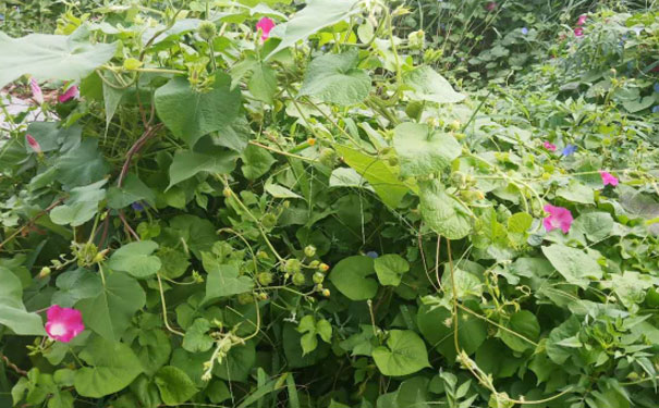 福州英语口语培训哪家好_收费价格
