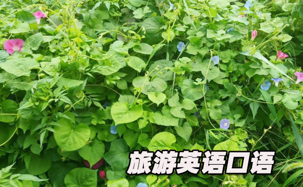 ���γ���Ӣ�����- ����Ӣ��