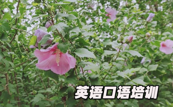 �������ѧӢ�����- ����Ӣ��