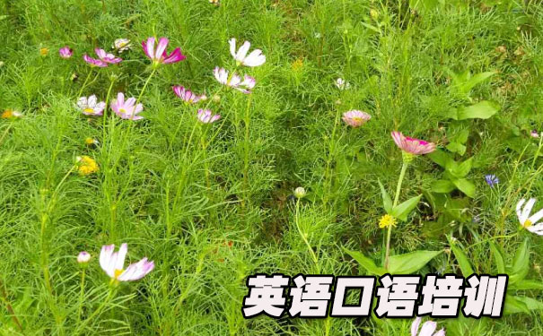 Ӣ�����app���а�- ����Ӣ��    