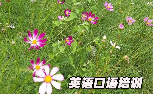 Ӣ�����900��- ����Ӣ��     