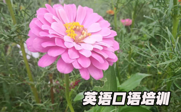 Ӣ������ѧ��5������- ����Ӣ��