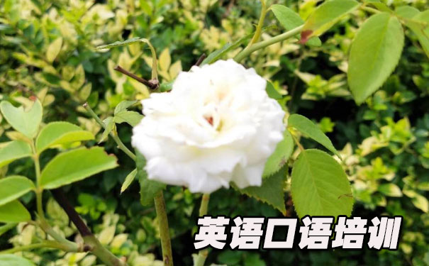 英语口语作文范文- 美联英语