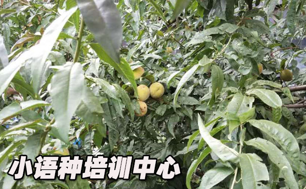 ����ŷ��С������ѵ����_�γ�ѧ�Ѻ������绰ԤԼ����