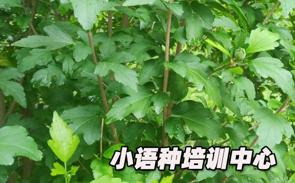 ����ŷ��С������ѵ����_�γ�ѧ�Ѻ������绰ԤԼ����