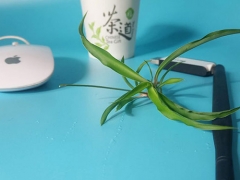 �㶫ƽ�������ѵ����/