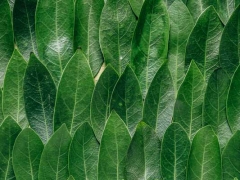 ����ִҵ��ҩʦ�ĸ���ѵ������/