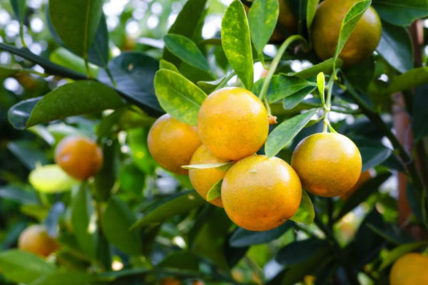 唐山食品安全管理员培训班课程内容_多少钱