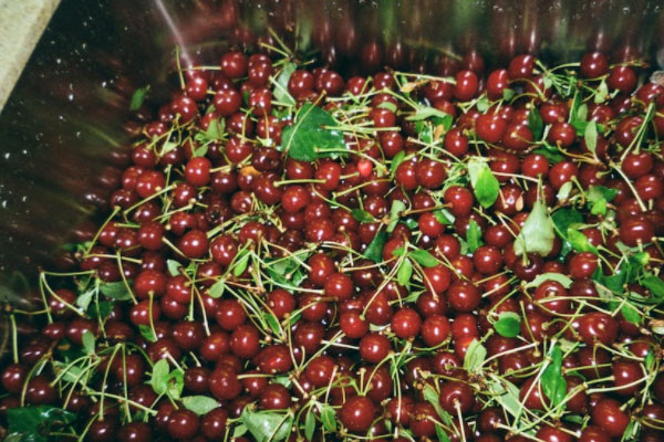 ����ʳƷ��ȫ����Ա��ѵ��γ�����_����Ǯ