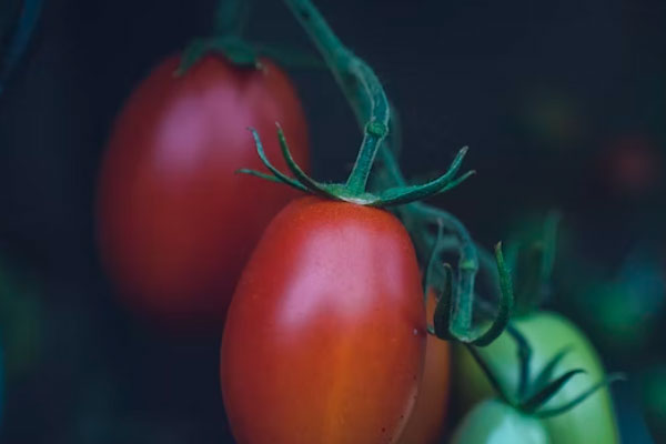  ����ʳƷ��ȫ����Ա��ѵ��γ�����_����Ǯ