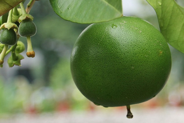 ʯ��ɽ��������ʦ������ѵ��������Щ���ĸ��ȽϺã�