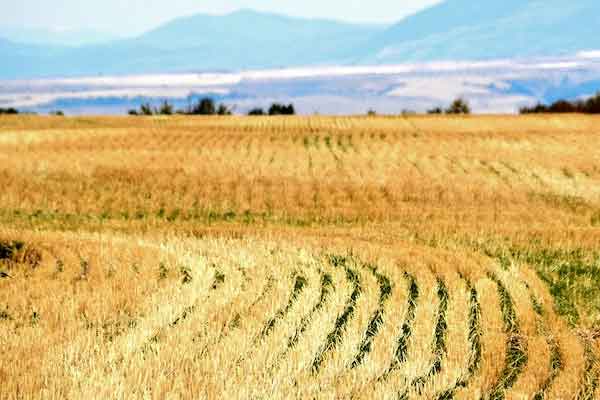 ��ԭ���滮ʦ��ѵ���_����ʱ��