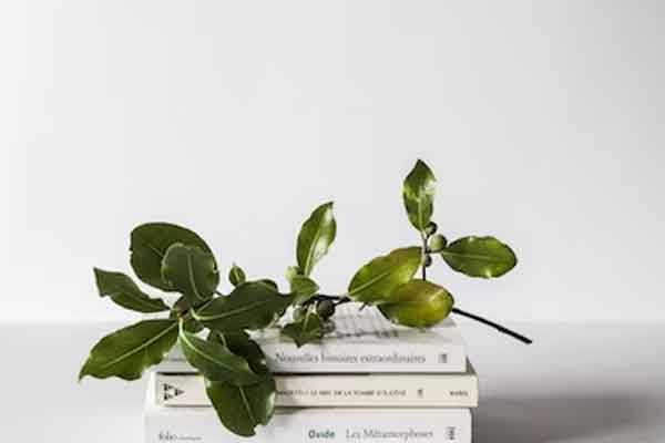 嘉兴考研英语培训机构排名