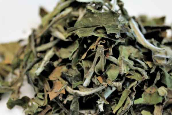 ��ɳ��ҽר��ҽʦ������ѵ���ļҺã�