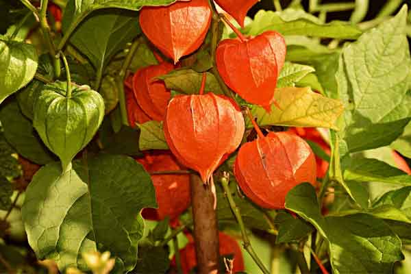 自贡中医专长医师考试培训班哪家好?