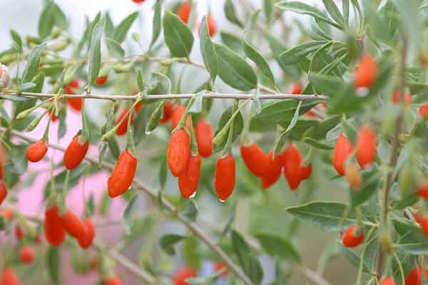 ������ҽר��ҽʦ������ѵ���ļҺã�