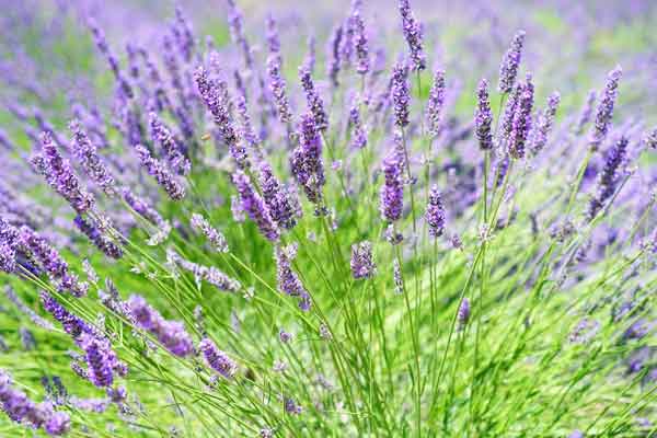 ������ҽר��ҽʦ������ѵ���ļҺã�