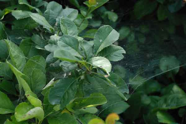 ������ҽר��ҽʦ������ѵ���ļҺã�