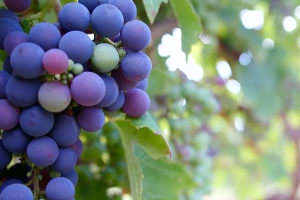 �Ĵ���������ʦ������ѵ����-����+������ʱѧ